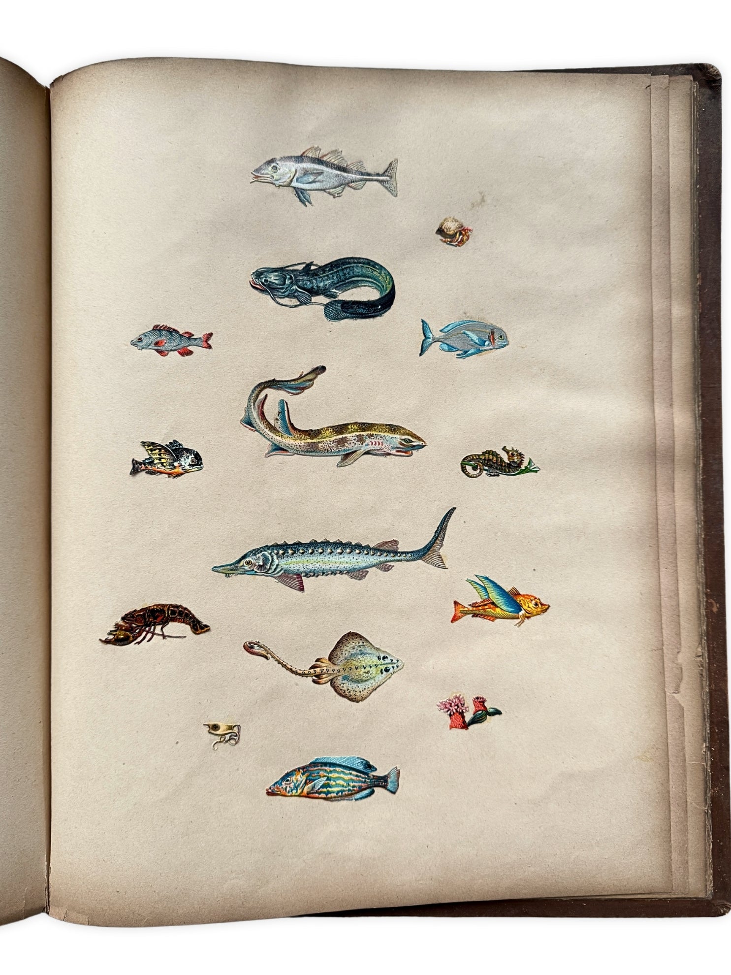 Album mit Oblaten Glanzbilder 1900 Fische Tiere