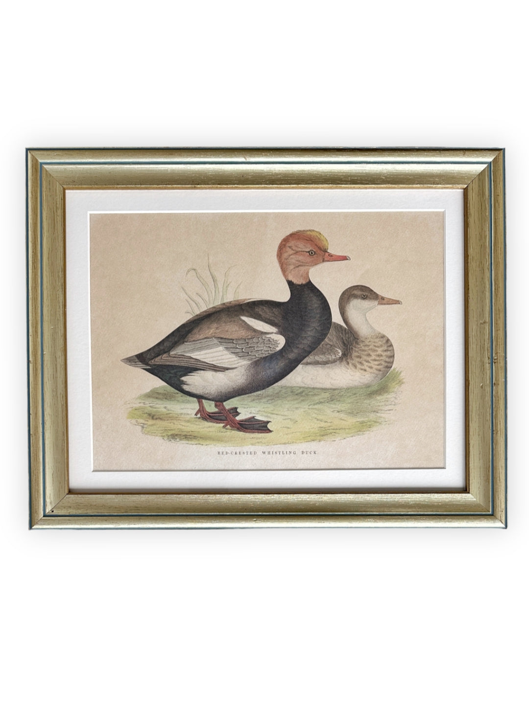 Lithografie handkoloriert - "Red-Crested Whistling Duck" 1891