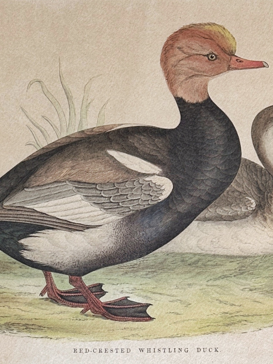 Lithografie handkoloriert - "Red-Crested Whistling Duck" 1891
