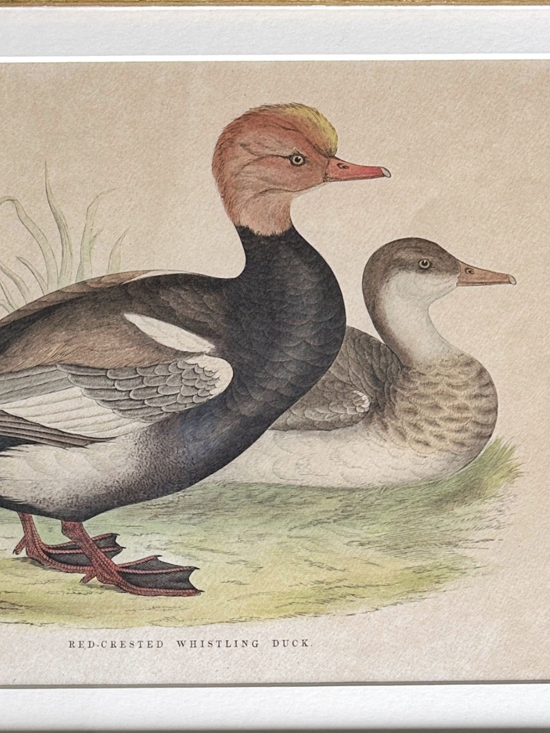 Lithografie handkoloriert - "Red-Crested Whistling Duck" 1891